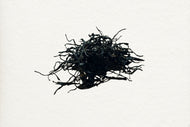 Yunnan Purple Beauty 雲南紫娟